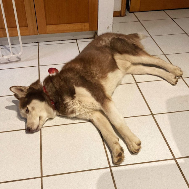 Photo of Thor