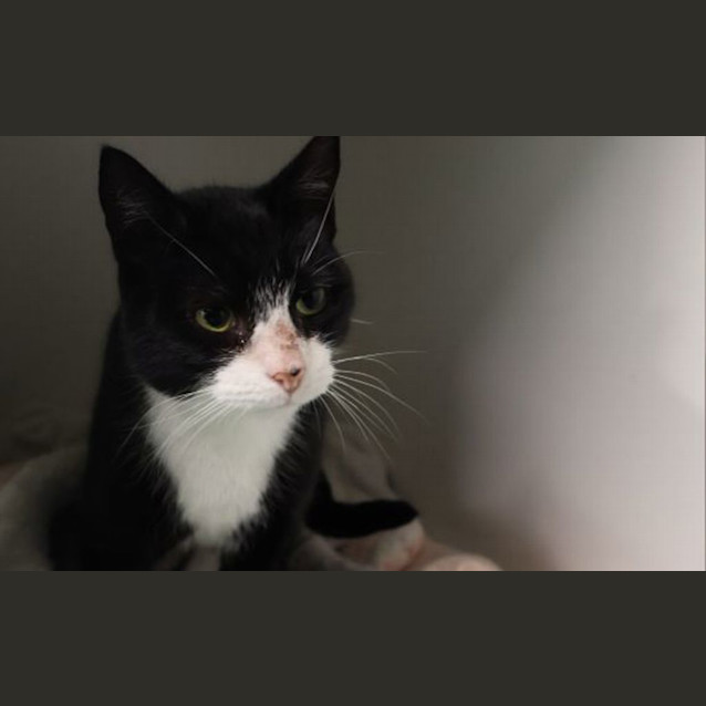 Photo of Peanut