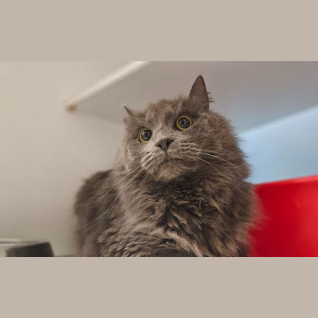 Photo of Simba