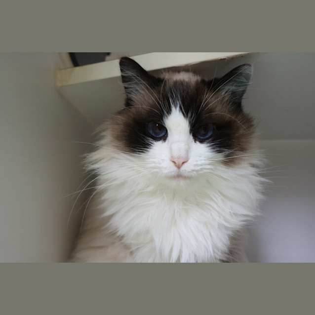 Photo of Tilly