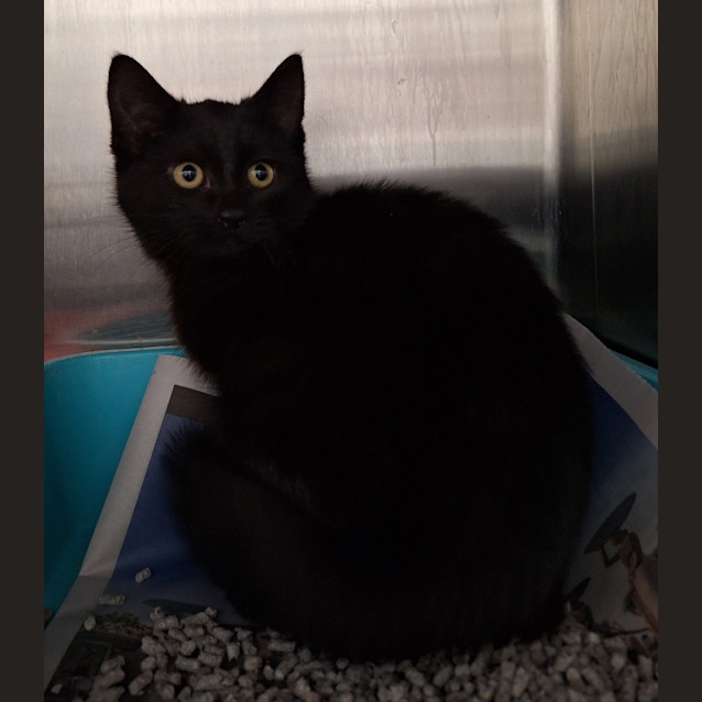 Photo of Shadow