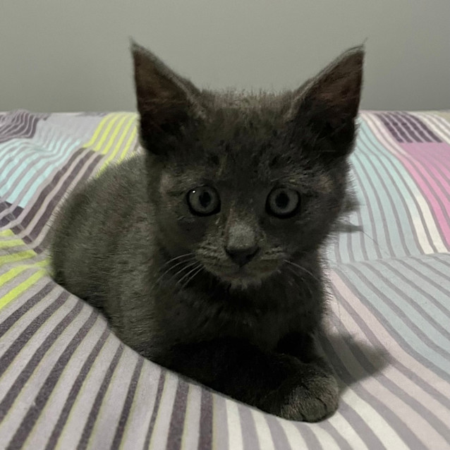 Photo of Freya