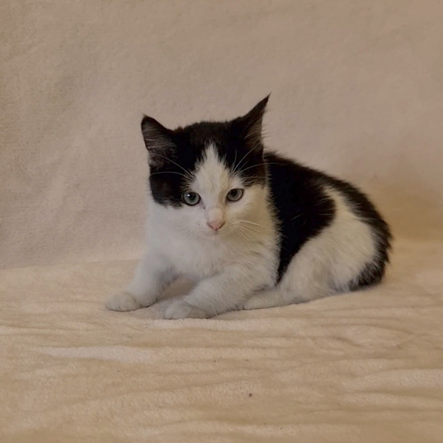 Photo of Colt