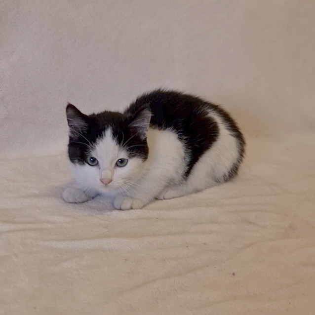 Photo of Colt