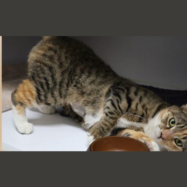 Photo of Tiger