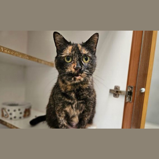 Photo of Okie