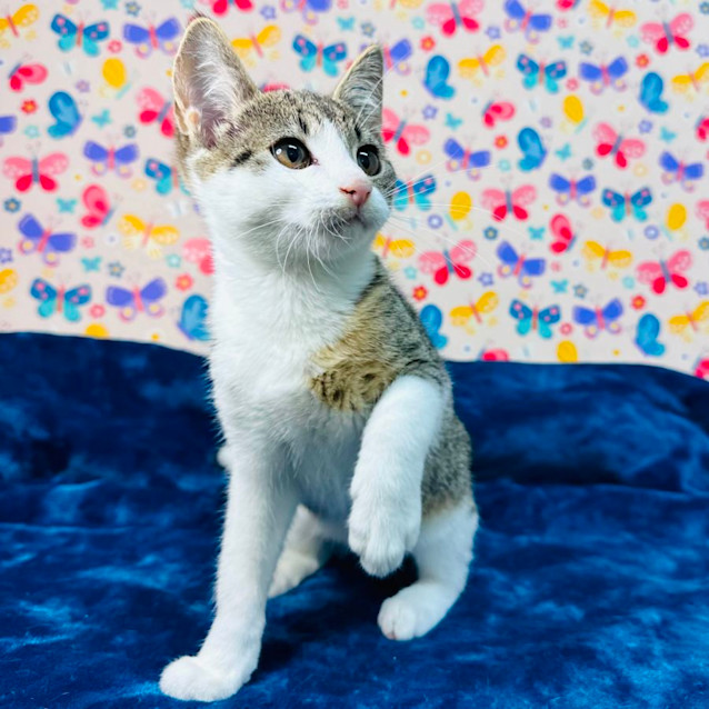 Photo of Tulip   Located In Keilor East