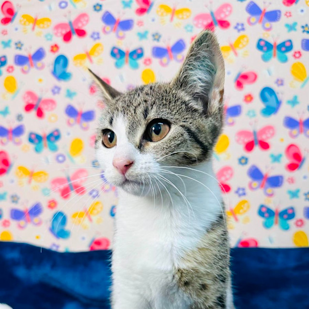 Photo of Tulip   Located In Keilor East