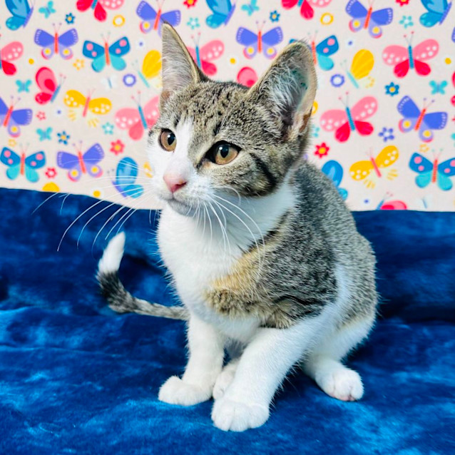 Photo of Tulip   Located In Keilor East