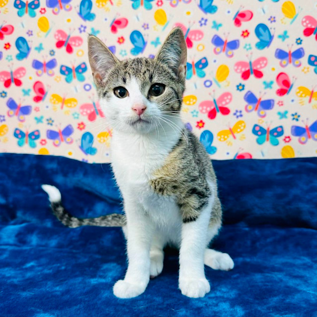 Photo of Tulip   Located In Keilor East