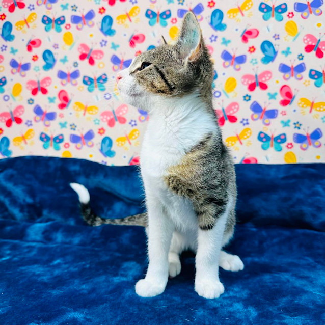 Photo of Tulip   Located In Keilor East