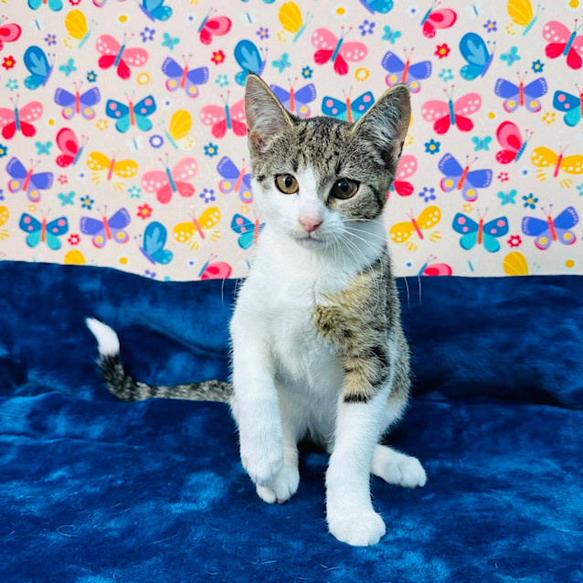 Photo of Tulip   Located In Keilor East
