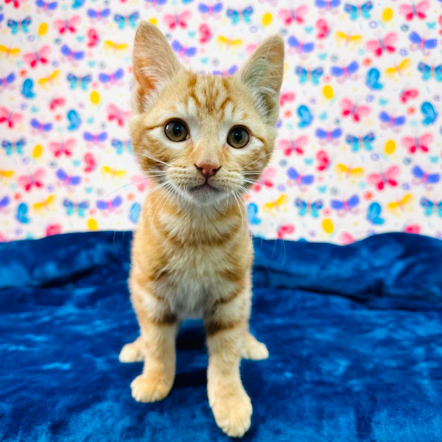 Photo of Spike   Located In Preston 