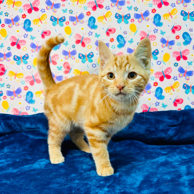 Photo of Spike   Located In Preston 