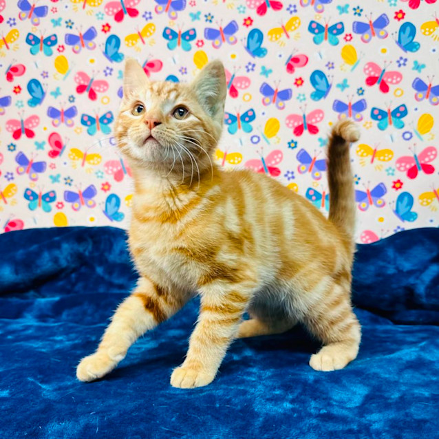 Photo of Spike   Located In Preston 