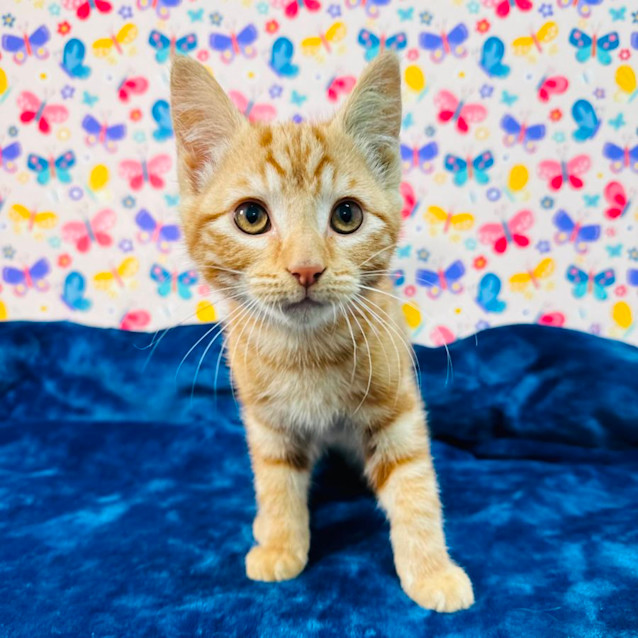 Photo of Spike   Located In Preston 