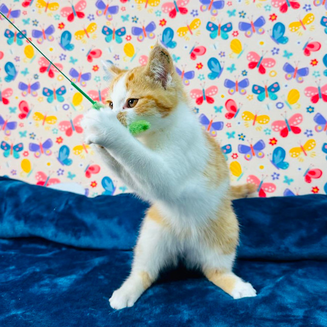 Photo of Fox   Located In Preston 