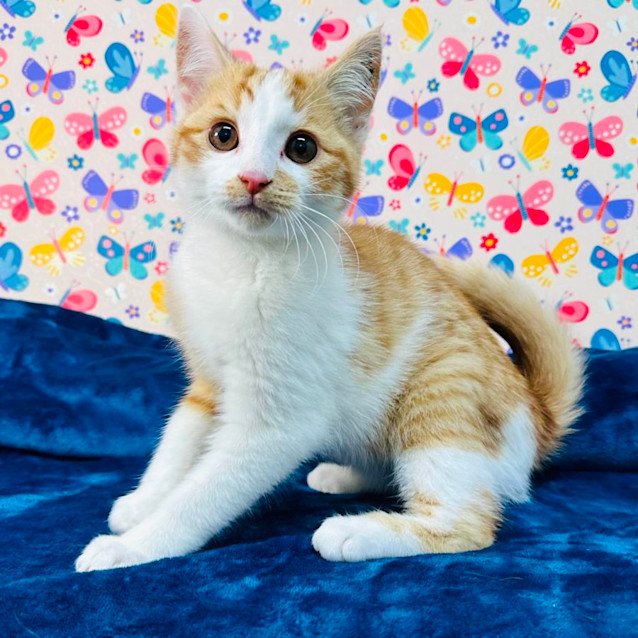 Photo of Fox   Located In Preston 