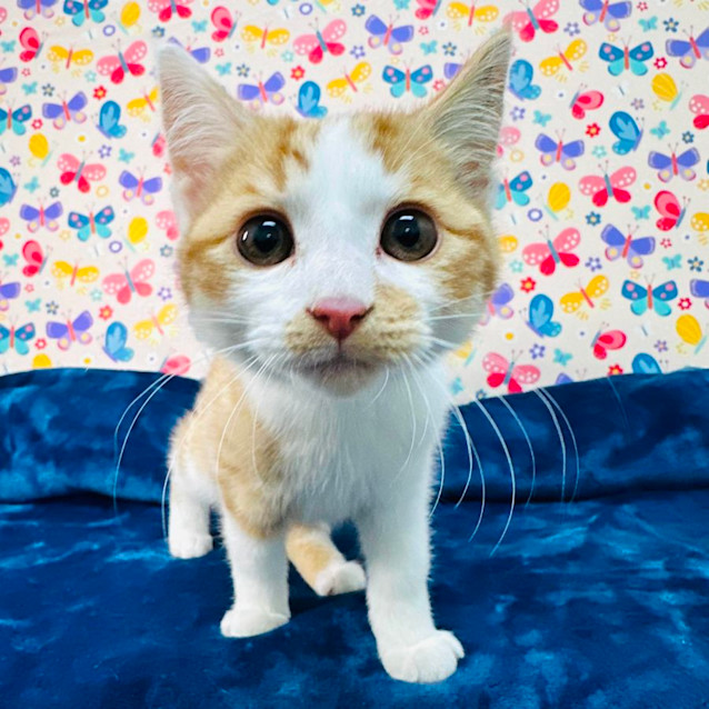 Photo of Fox   Located In Preston 