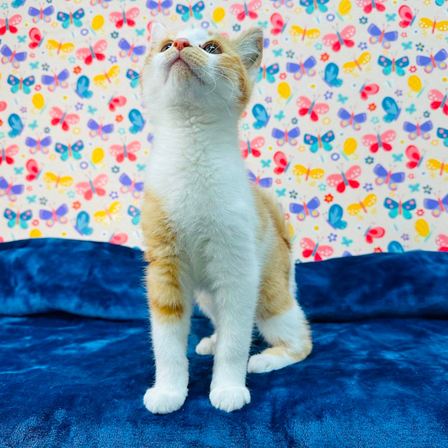 Photo of Fox   Located In Preston 