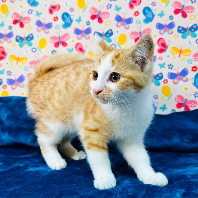 Photo of Fox   Located In Preston 