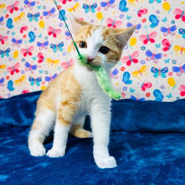 Photo of Fox   Located In Preston 