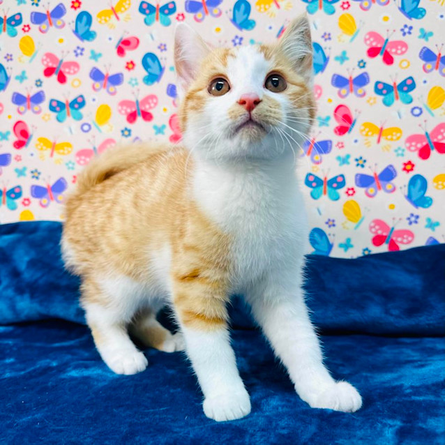 Photo of Fox   Located In Preston 