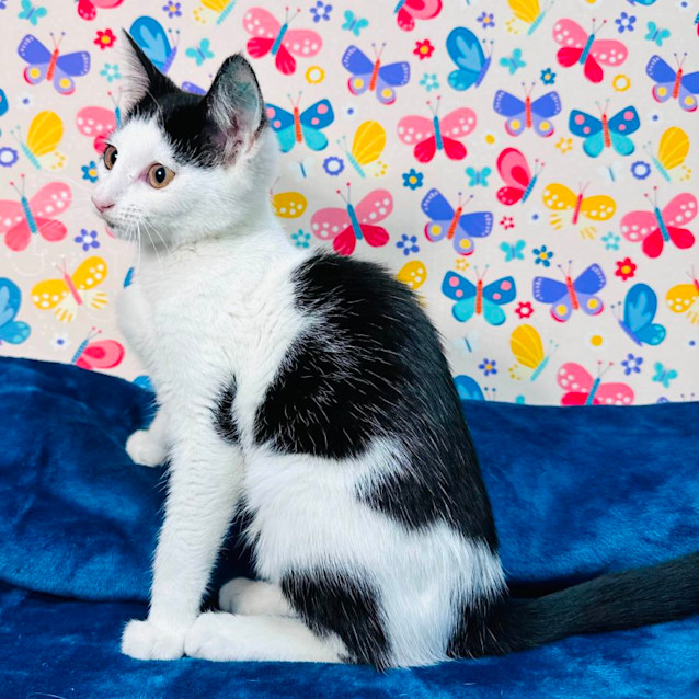 Photo of Tipsy   Located In Keilor East