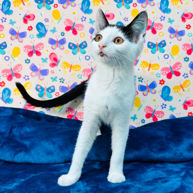 Photo of Tipsy   Located In Keilor East