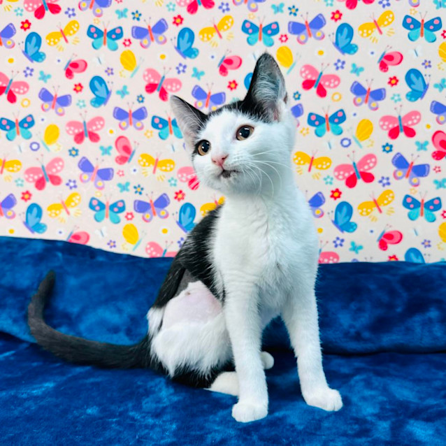 Photo of Tipsy   Located In Keilor East