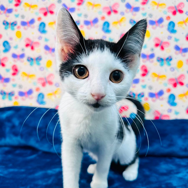 Photo of Tipsy   Located In Keilor East