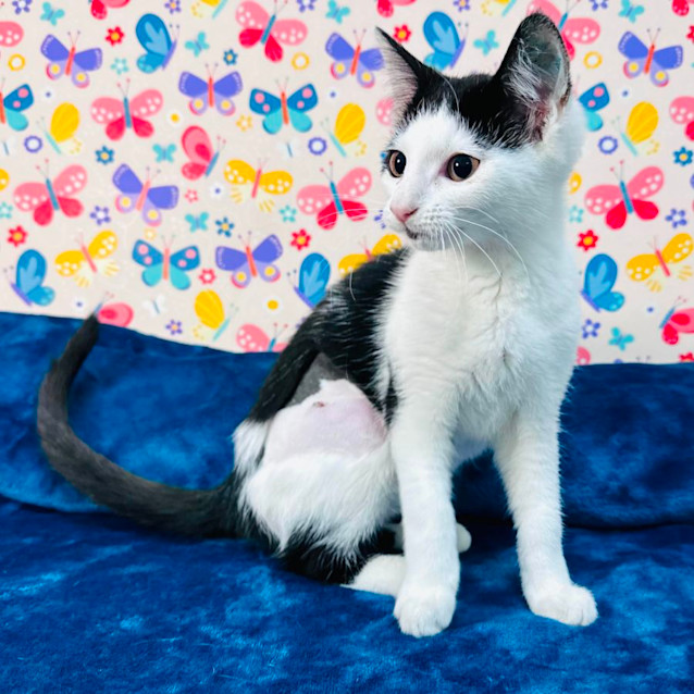 Photo of Tipsy   Located In Keilor East