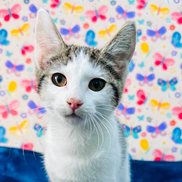 Photo of Lola   Located In Keilor East