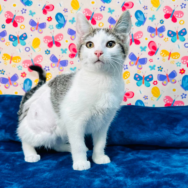 Photo of Lola   Located In Keilor East
