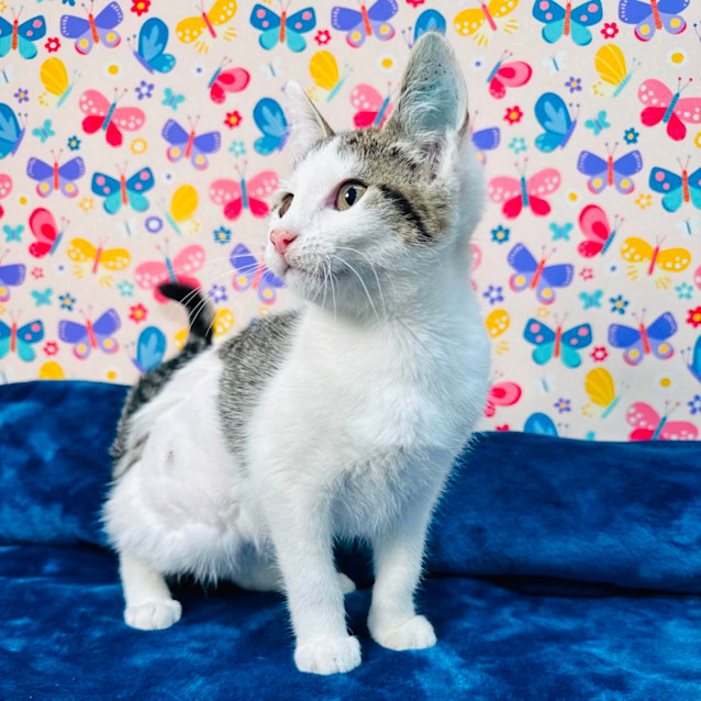 Photo of Lola   Located In Keilor East