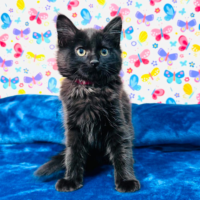 Photo of Merry   Located In Keilor East 