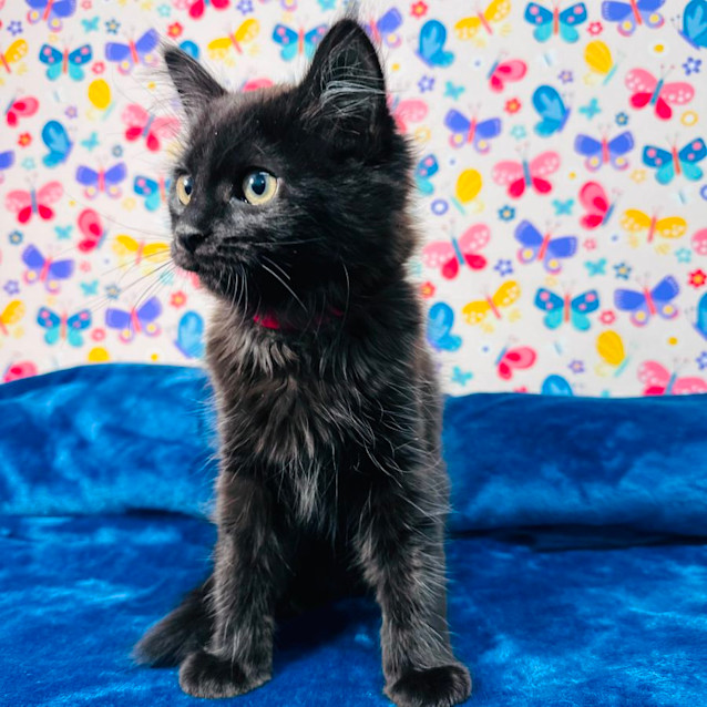 Photo of Merry   Located In Keilor East 