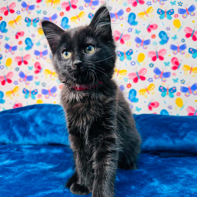 Photo of Merry   Located In Keilor East 