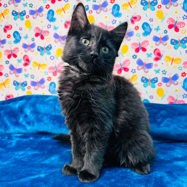 Photo of Minnie   Located In Keilor East 