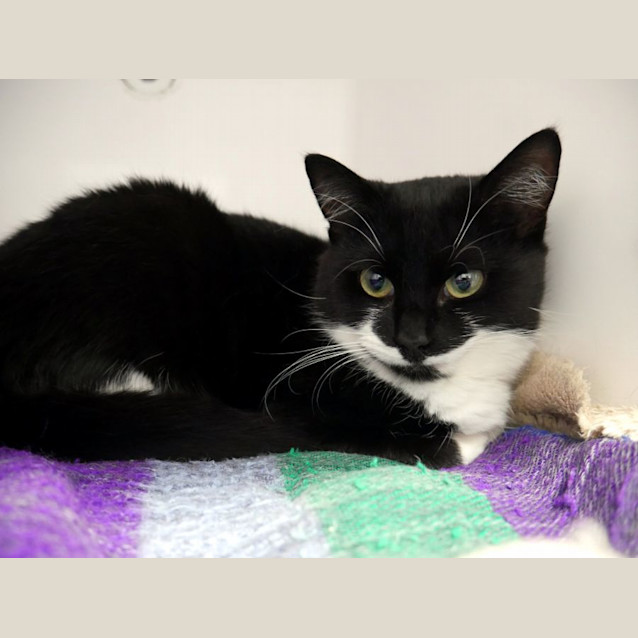 Photo of Honey Sta012530