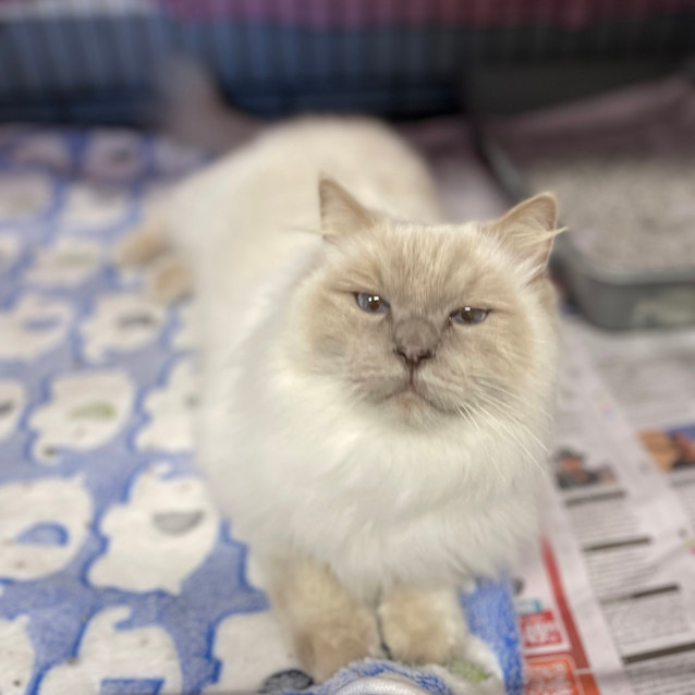 Photo of Queenie