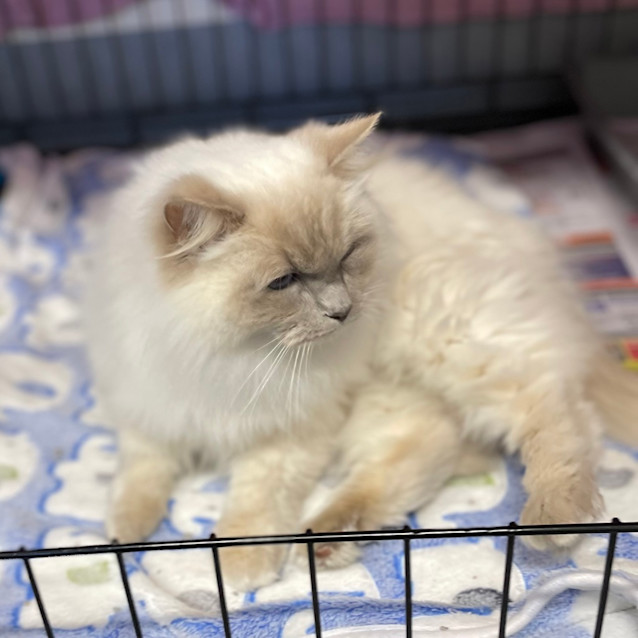 Photo of Queenie