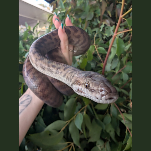 Photo of Cinnamon