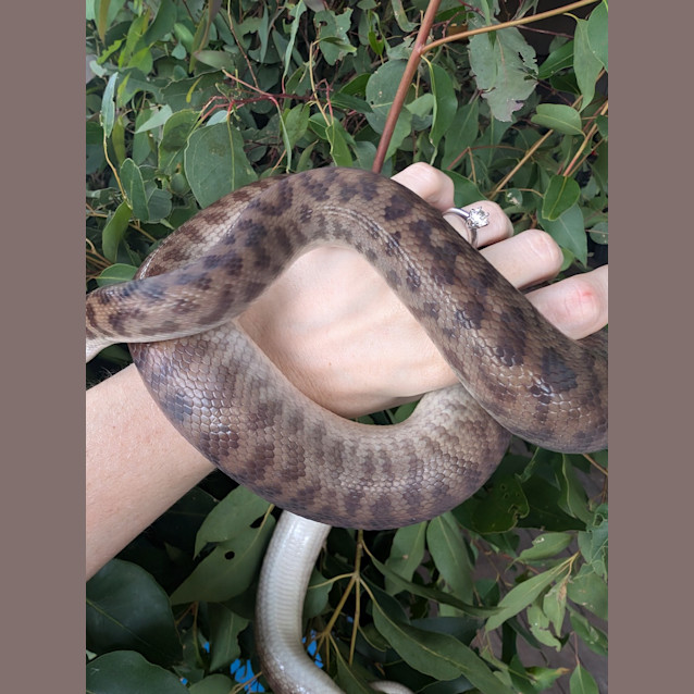 Photo of Cinnamon