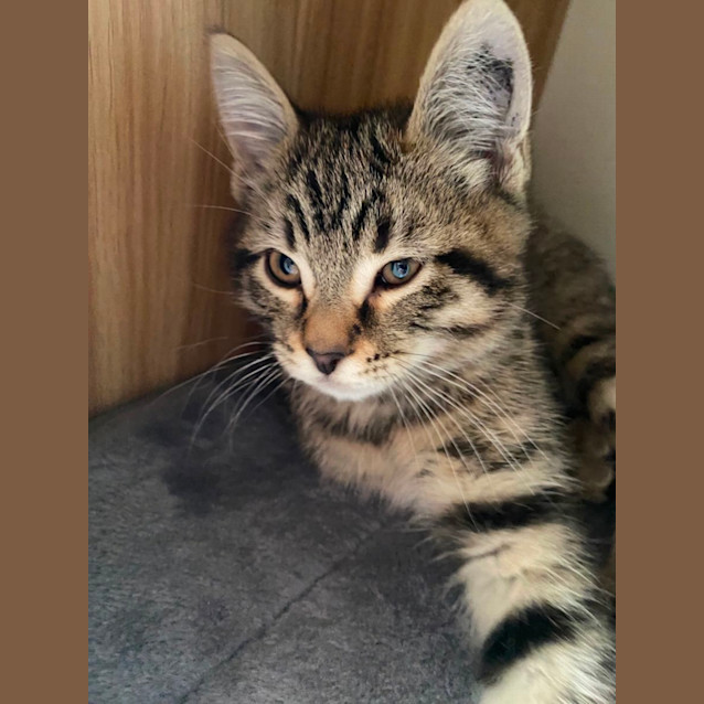 Photo of Louie Meet Me At Pet Stock Dandenong 
