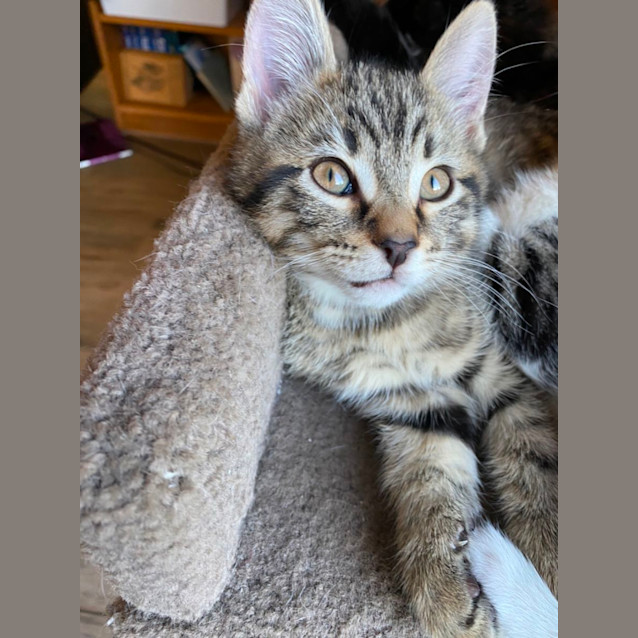 Photo of Louie Meet Me At Pet Stock Dandenong 