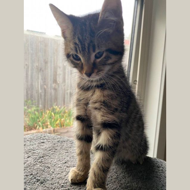 Photo of Louie Meet Me At Pet Stock Dandenong 