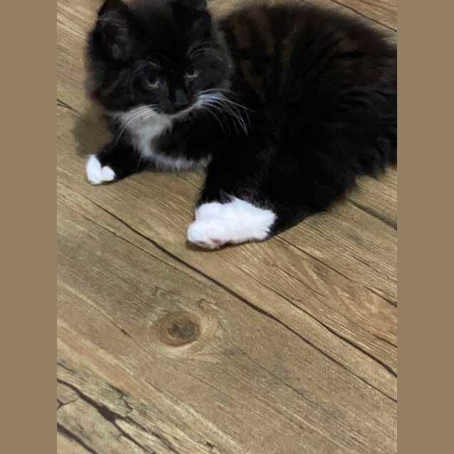 Photo of Dewey Meet Me At Pe Tstock Dandenong