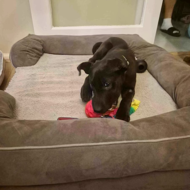 Photo of Shiloh 
