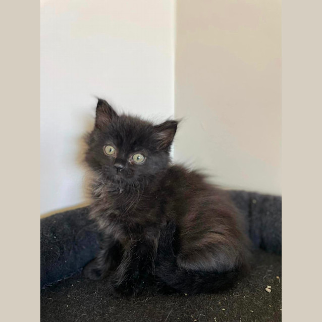 Photo of Soot Sprite